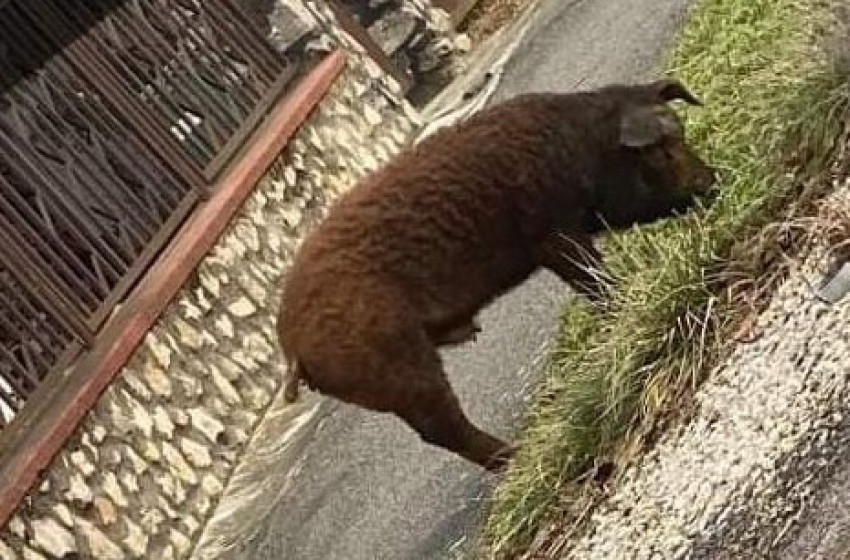 Elszabadult kurta farkút kaptak lencsevégre Kapuváron